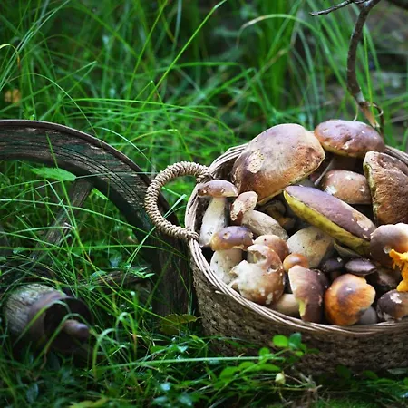 Hotel Modrava 3* Modrava