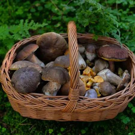 Hotel Modrava Hotel 3*